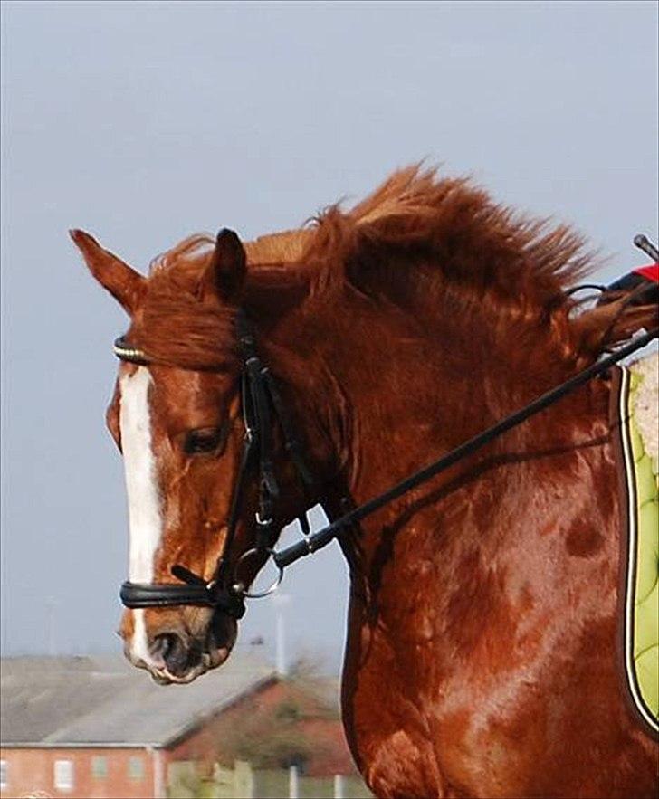 Anden særlig race Tarzan - mig og tarzan billede 6