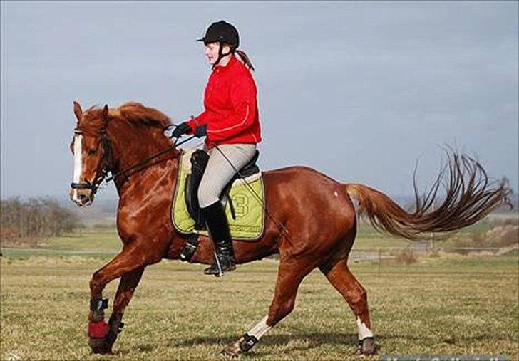 Anden særlig race Tarzan - mig og tarzan rider dressur på banen  billede 9