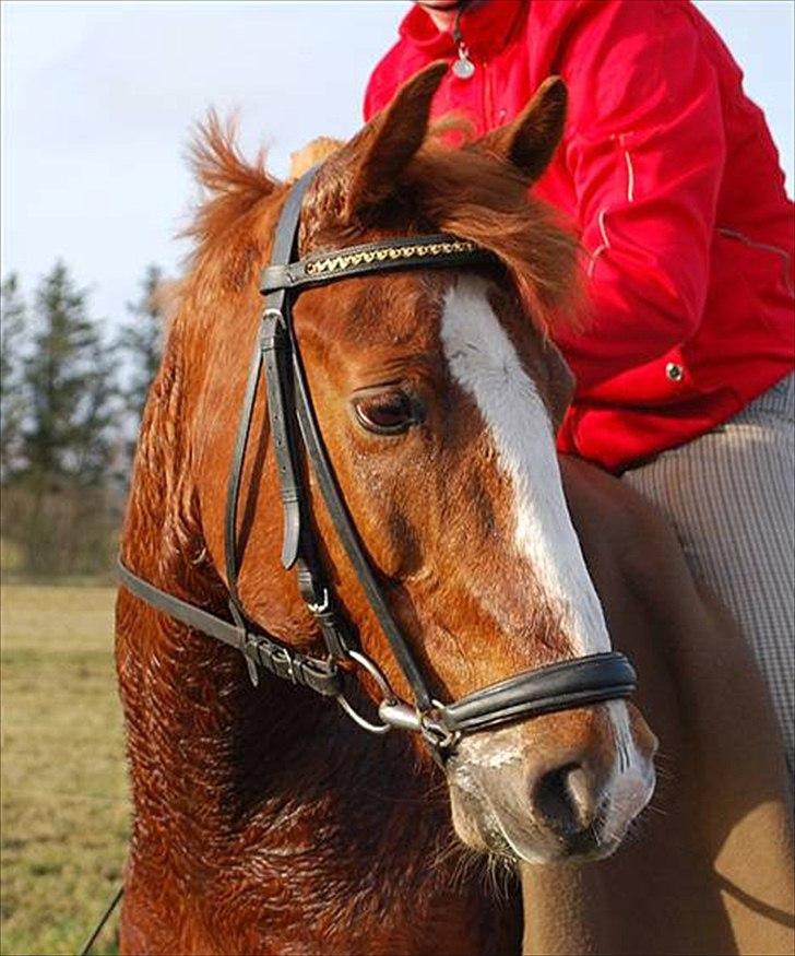Anden særlig race Tarzan - mig og tarzan billede 12