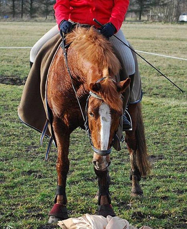 Anden særlig race Tarzan - mig og tarzan han er lidt  underlig på det billede billede 15