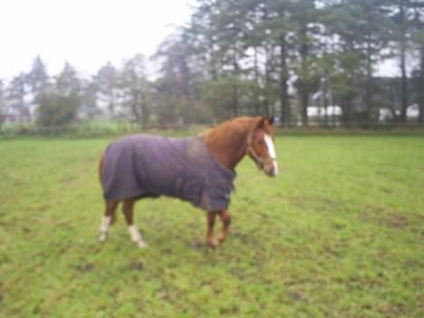 Anden særlig race Tarzan - tarzan billede 18