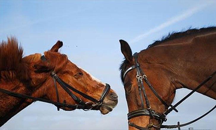 Anden særlig race Tarzan - Fjolle :D . Mickey & Fedtmule billede 19