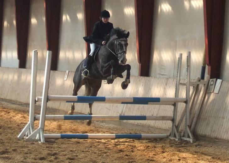 Hollandsk Varmblod Flyer H-S  - Spring stævne thorsø.. d 24/3 07.. vorses første LC billede 18