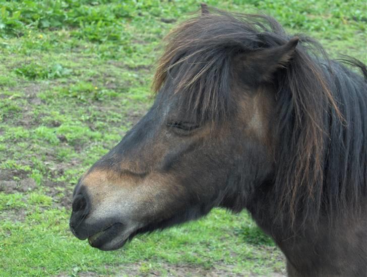 Shetlænder Shulaima *SOLGT* - Shulaima står og slapper af billede 7