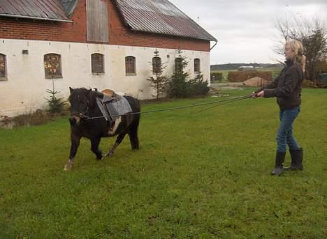 Shetlænder Shulaima *SOLGT* - og her blir jeg longret af signe billede 9
