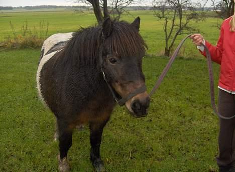 Shetlænder Shulaima *SOLGT* - se hendes smukke øjne dem kan man da ikk stå for har jeg ikke ret billede 12