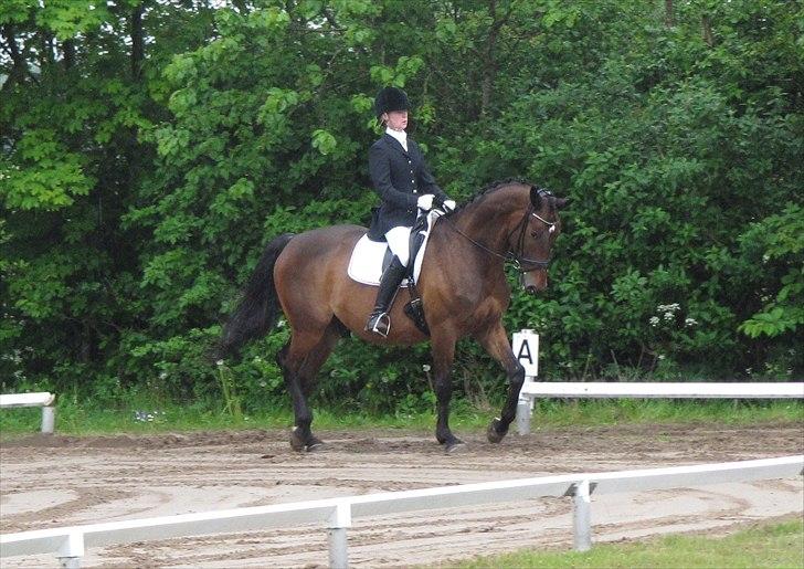 Dansk Varmblod Hilton billede 3