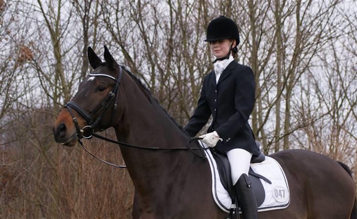 Dansk Varmblod Hilton billede 4