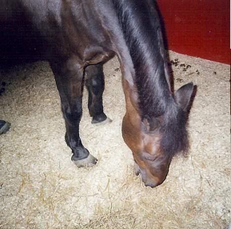 Anden særlig race Vandmøllens Tjengo <3 - Nam Nam. Elsker den pony. Taget af: Mig billede 19