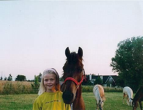 Anden særlig race Vandmøllens Tjengo <3 - Tjengo & Jeg ind sommeraften på vej ind fra folden. Elsker den pony. Taget af: Stine billede 20