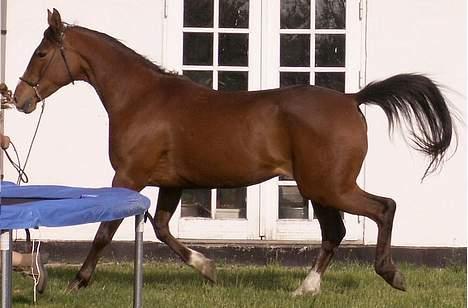 Sportsaraber (A) rolighedens victoria - mmm lækker lækker billede 2