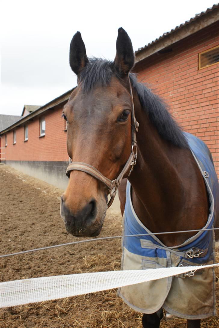 Hannoveraner lady (solgt) billede 13