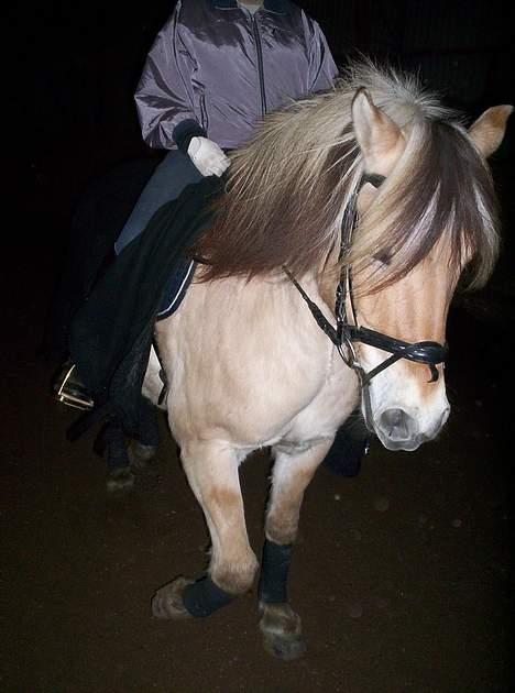 Fjordhest Tot billede 3