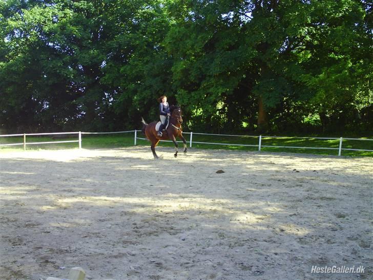 Dansk Varmblod Chafa (Solgt) - Sommer 09 billede 9