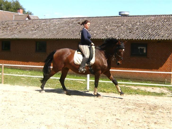 Dansk Varmblod Chafa (Solgt) - Min baby Juni 09 billede 13