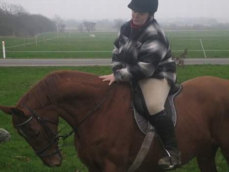 Dansk Varmblod Mizett Solvang - hun er bare sød billede 14