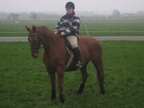 Dansk Varmblod Mizett Solvang - den tykke højt til hest billede 15