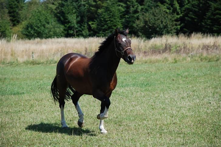 Anden særlig race Mosely's Monte Carlo - På folden.. billede 9