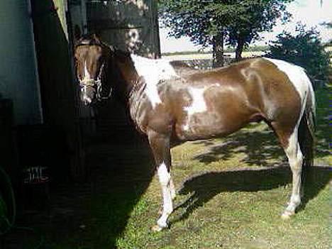 Paint Junior *R.I.P* :'( billede 5