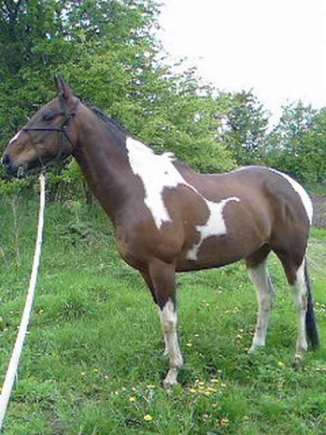 Paint Junior *R.I.P* :'( billede 6