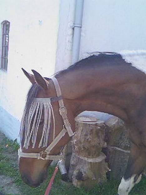 Paint Junior *R.I.P* :'( billede 7