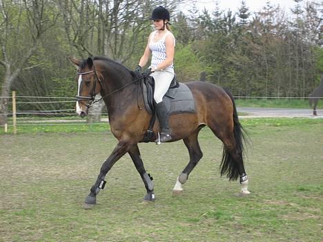 Dansk Varmblod Tessa <3 - 4 - Ridetur efter 3 ugers "ferie" på Blue Hors - ved godt hun er fed ;D billede 4