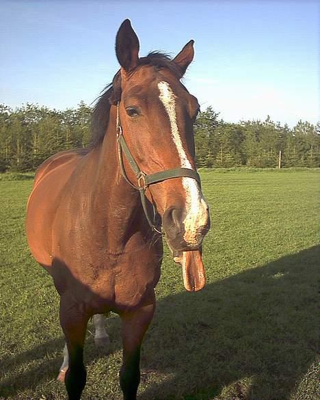 Dansk Varmblod Tessa <3 - 5 - Det er altså ikke animeret :D bare heldigt taget :) billede 5