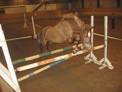 Anden særlig race Donna (SOLGT) ;( - Løsspringning :b billede 4