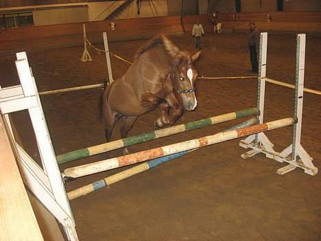Anden særlig race Donna (SOLGT) ;( - Igeen . billede 5