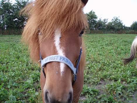 Islænder Glámur f. Højtofte - Glámur på mark, han ville lige hilse på. billede 1
