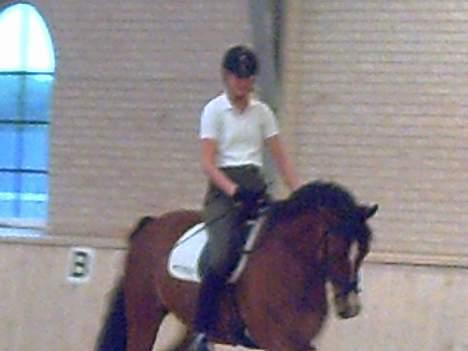 Dansk Varmblod leopold billede 11