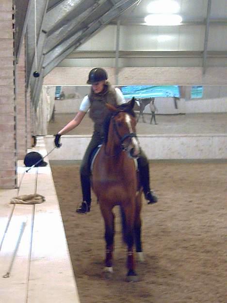 Dansk Varmblod leopold billede 12