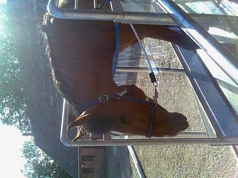 Dansk Varmblod leopold - leo på løbebånd.. billede 13