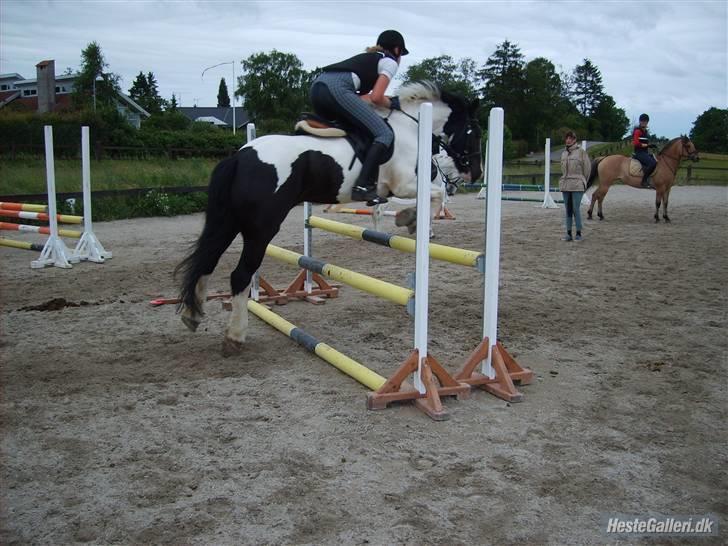 Irish Cob Athos  - dagen før klubmesterskab.. den 15/62007.. skrådt i gennem, ca 80/90 cm.. billede 5