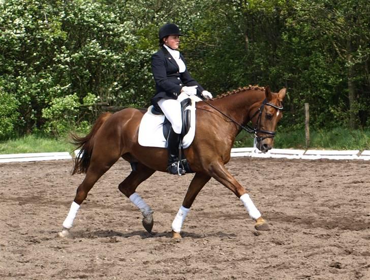 Anden særlig race Figaro <3 - Til stævne i Helle d. 17 maj 2009. billede 4