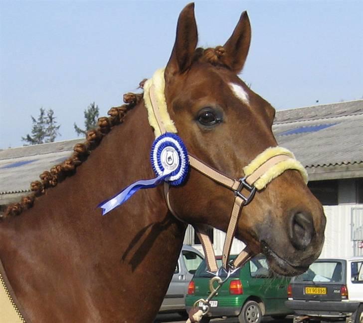 Anden særlig race Figaro <3 - Figaros første roset ;) Bramming 23. marts 2007 billede 6