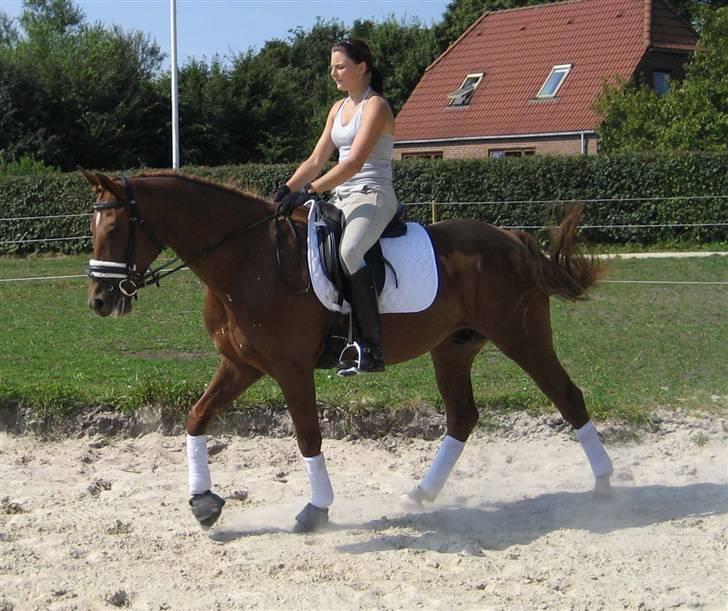 Anden særlig race Figaro <3 - Træning derhjemme, 12 august 2007 billede 7