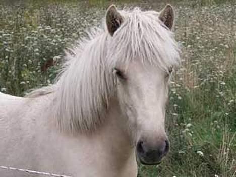Islænder Svana fra Sigyn - Svana 1 år gammel billede 2