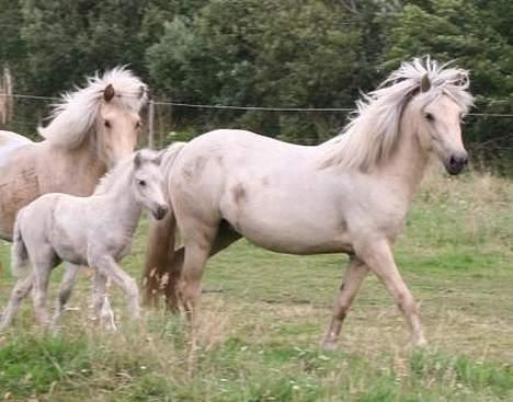 Islænder Svana fra Sigyn - Svana med sit hoppeføl Ljóska - Juli 2005 billede 7