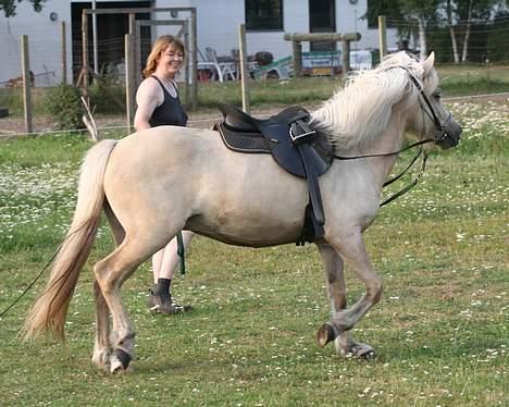 Islænder Svana fra Sigyn - Svana under tilridningen - august 2006 billede 9