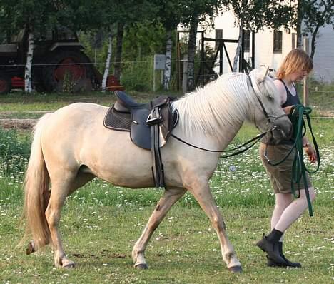 Islænder Svana fra Sigyn - Svana under tilridningen - august 2006 billede 10