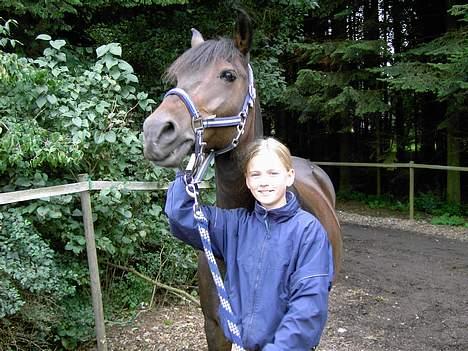 New Forest Elmholts Senator billede 7