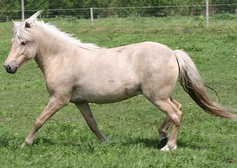 Islænder Svana fra Sigyn - Sommer 2006 billede 16