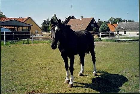 Oldenborg Loke Hjortelund billede 4