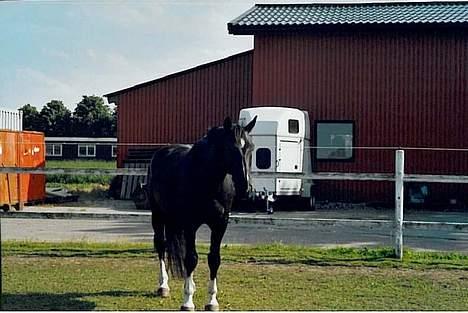 Oldenborg Loke Hjortelund billede 5