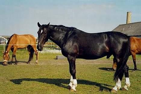 Oldenborg Loke Hjortelund billede 9