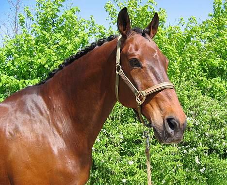 Dansk Varmblod Kaukasus *RIP* - Min smukke hest! billede 12