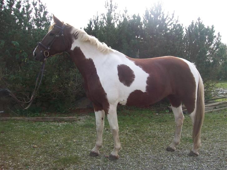 Anden særlig race Casandra af Lundegaardsve - Min, min, min, MIN! billede 7