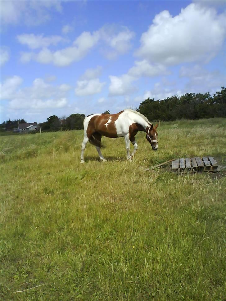 Anden særlig race Casandra af Lundegaardsve - Lidt sommerbuttet ;b billede 15