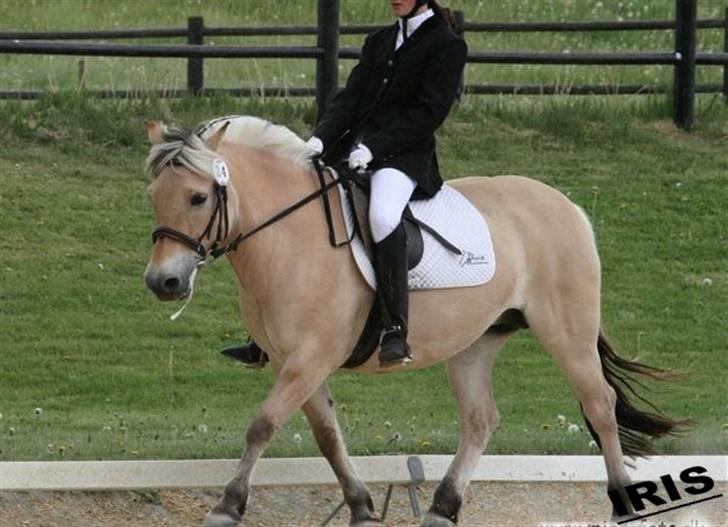 Fjordhest Iris - hvalsø 2008 billede 5